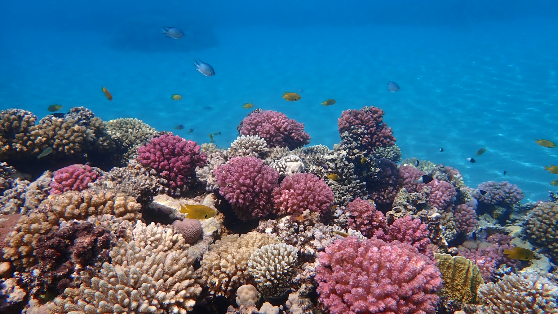 Coral reef in the Red Sea